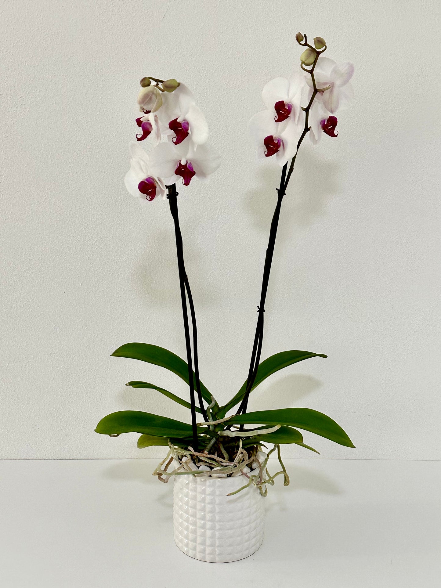 PURPLE WHITE ORCHID