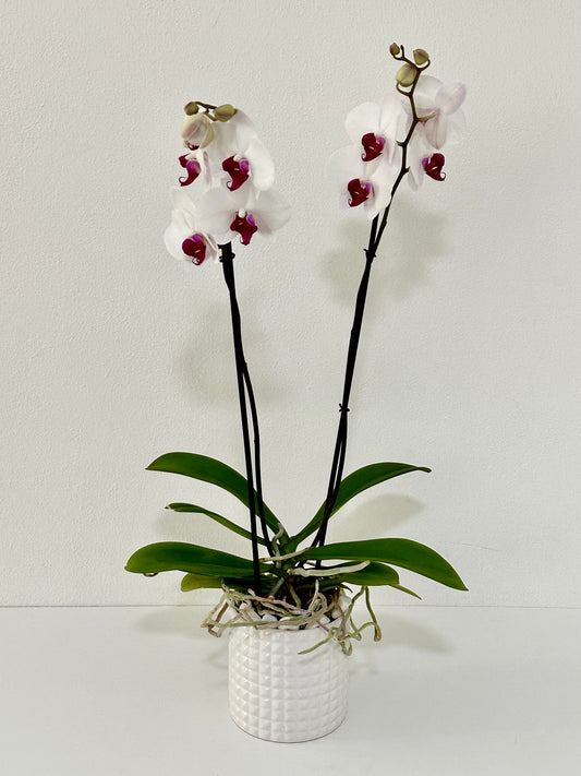 PURPLE WHITE ORCHID