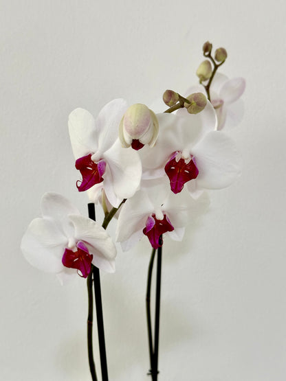 PURPLE WHITE ORCHID