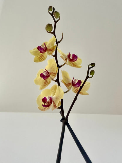 YELLOW ORCHID