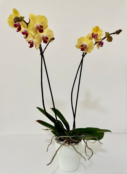 YELLOW ORCHID