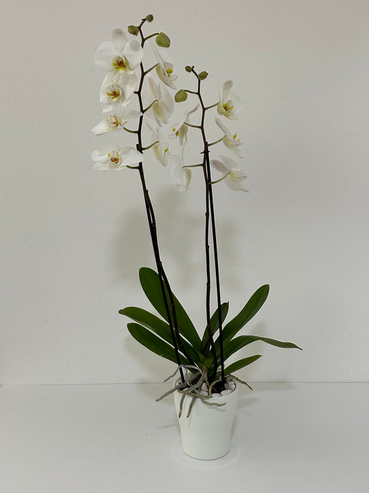 WHITE YELLOW ORCHID