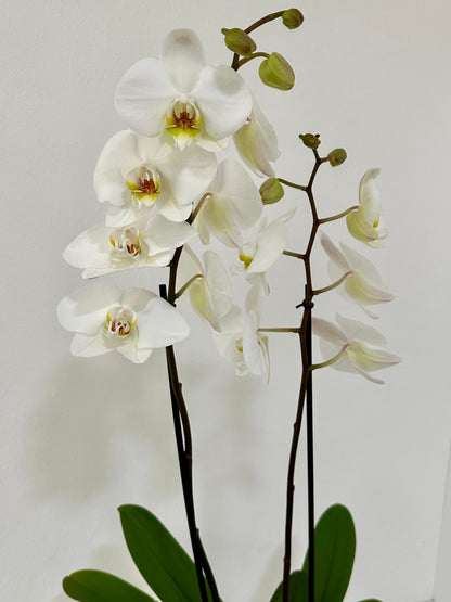 WHITE YELLOW ORCHID