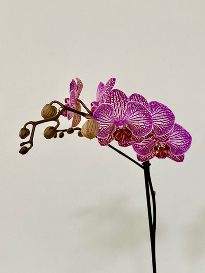 PURPLE PINK ORCHID