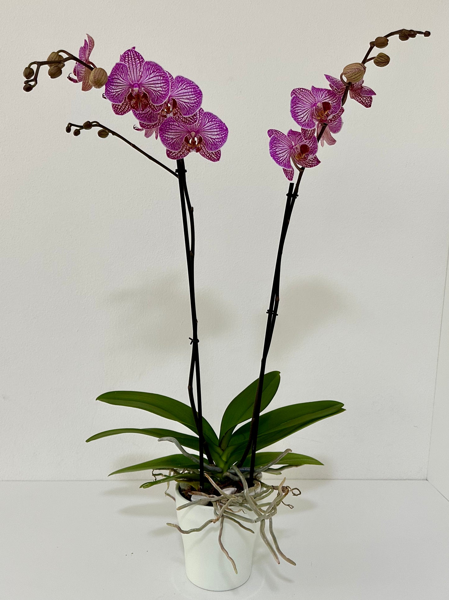 PURPLE PINK ORCHID