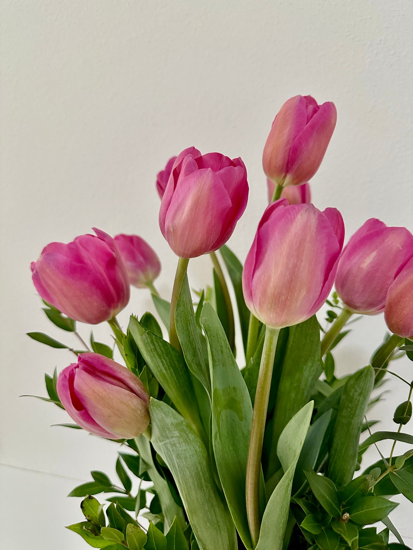 Pink Tulips